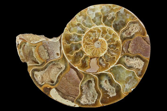 Sliced, Agatized Ammonite Fossil (Half) - Jurassic #100554